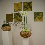 dekorace interiéru, Hippeastrum