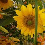 letní květinová výzdoba chrámu, slunečnice