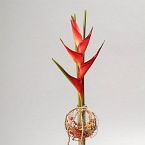 přízdoba květu nejen pro smuteční příležitost, Heliconia