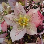 svatební kytice, Helleborus a Ranunculus, detail